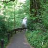 A Walk in the Woods