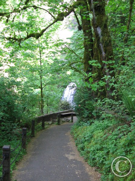 A Walk in the Woods