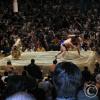 Sumo! I