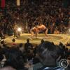 Sumo! II